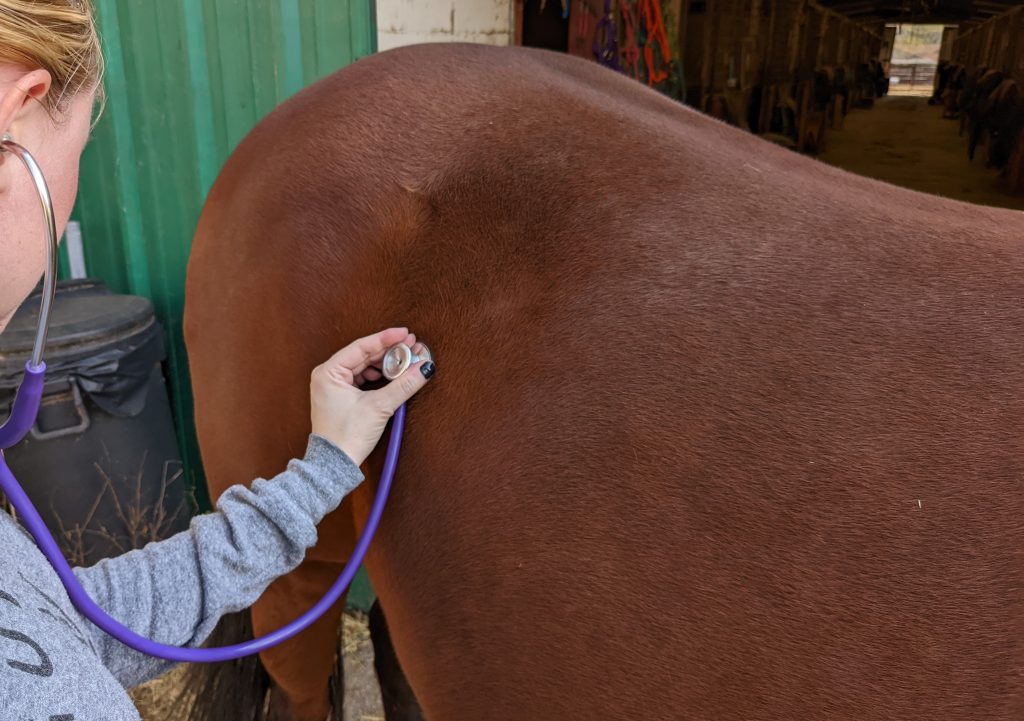 What is the temperature range for a healthy horse?