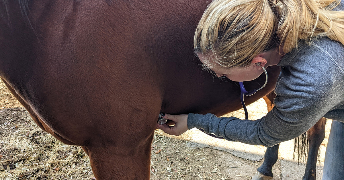 What is the temperature range for a healthy horse?